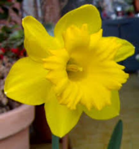 NARCISO AMARILLO