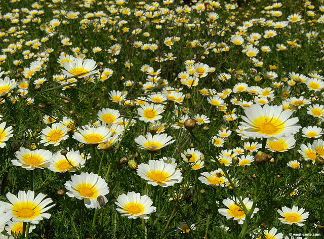 CHRYSANTHEMUM CORONARIUM