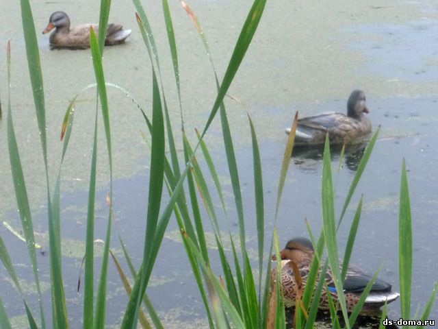 Талдомский район под Москвой