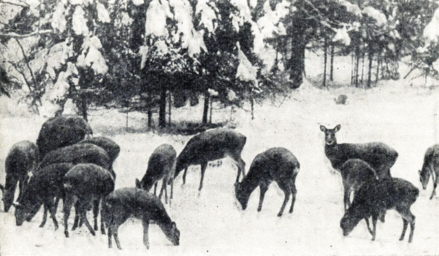 Весьегонское военно-охотничье хозяйство