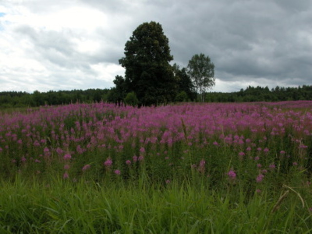 В деревне Шершнево
