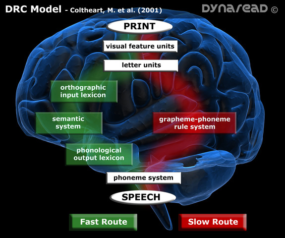 Dual Route Cascade Model