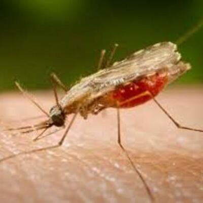 Timeline: Malaria
