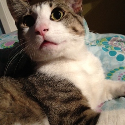 Timeline: 1954-1975 Timeline APUSH by wubzy catloverpudding (Sarah Lopez)