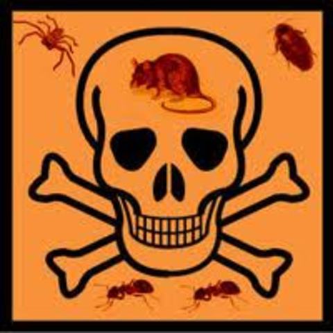 Cultivos convencionales