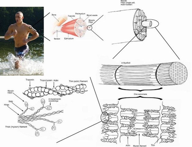 Biomaterial que imita la elasticidad del músculo, país Canada