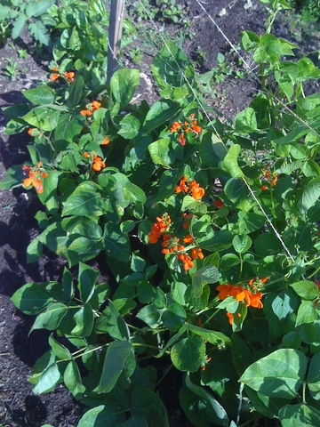 Initial planning with graphic designer