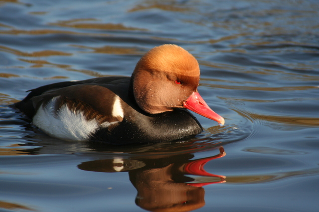 Sighting in the Lakes of Moritzburg