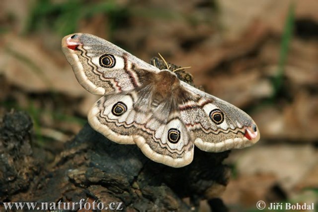 First Computer "bug"