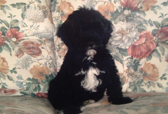 Mi familia y yo nos dio un nuevo perro