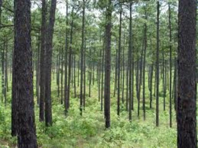 Mi familia se mudó a Texas.