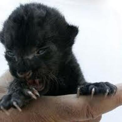 Timeline: 1954-1975 Timeline APUSH by TheBlackPanther