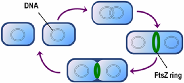 Seminar(cell cycle gene)
