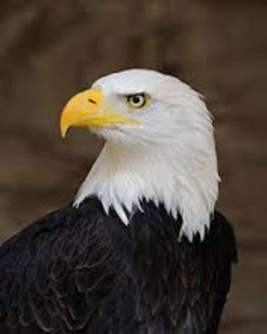 Bald Eagle Protection Act