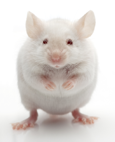 Major Political Events in August Weismann's life