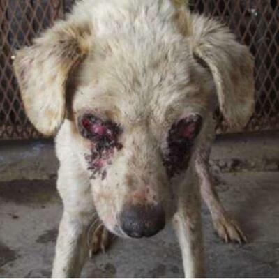 Timeline: Mutilan a perro en Ensenada