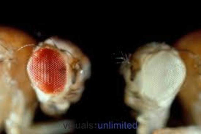 Discovered variation known as white-eye