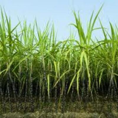 Timeline: Sugar Plantation Immigration