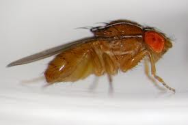 Began breeding Drosophila