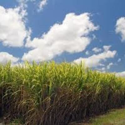 Timeline: Sugar plantation immigration