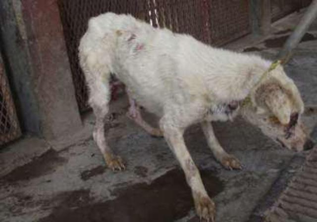 Perro encontrado con signos de tortura fue dormido para detener su sufrimiento.