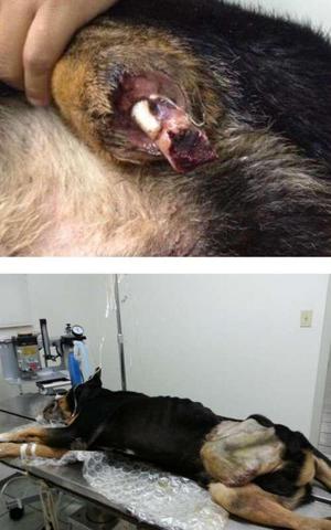 Otro perro mutilado intencionalmente en Ensenada.