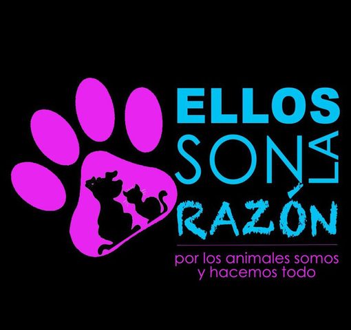 Ensenada marchará contra maltrato animal.