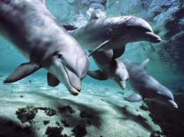 ♥ Go Swimming With The Dolphins ♥