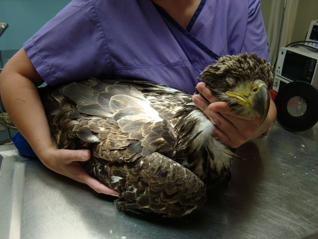 Bald Eagle Protection Act