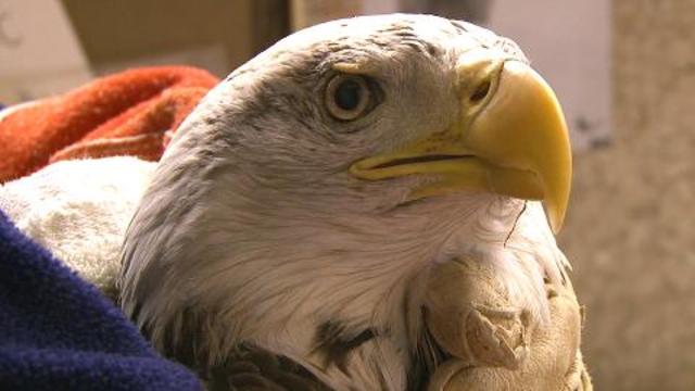 Endangered Species Preservation Act