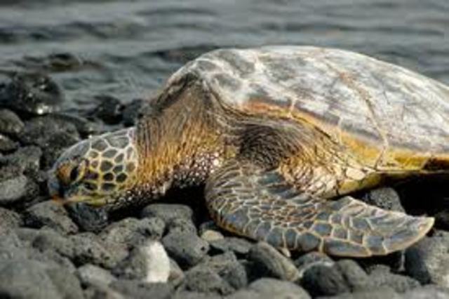 Endangered Species Preservation Act