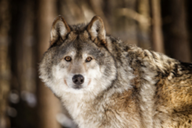 Endangered Species Act