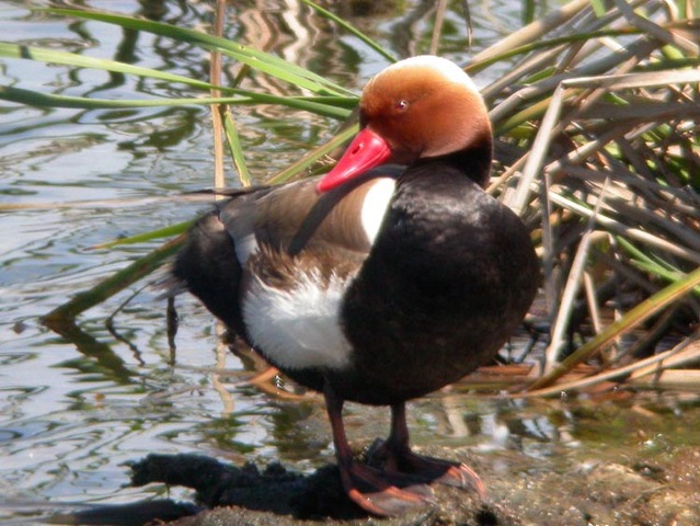 Red-crested Pochard