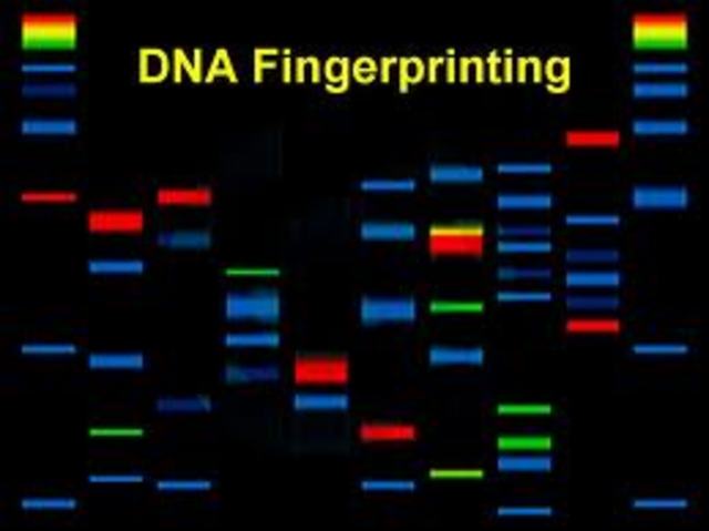 2.)Genetic fingerprinting or DNA