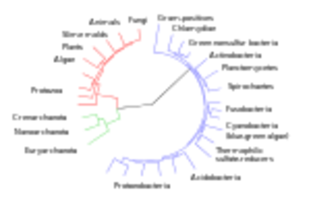 Contributations to Evolution Theory