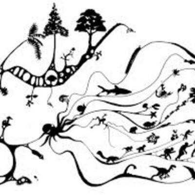 Timeline: Evolution of Evolution