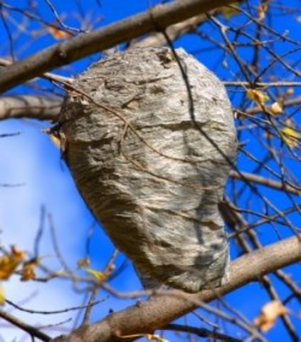 The Fifth Day of the Games