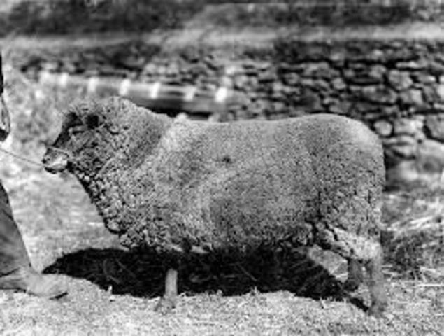 John Macarthur Imports the First Merino Sheep