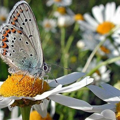 Timeline: Электронные таблицы