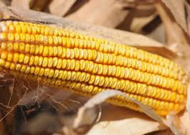 My highest yield ever!