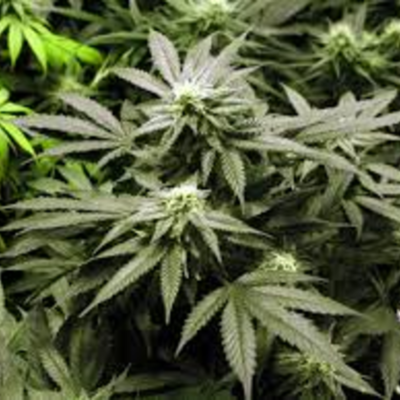 Timeline: Legalization of Marijuana