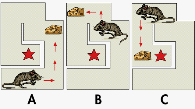 Teoría del Refuerzo-Edward Thorndike
