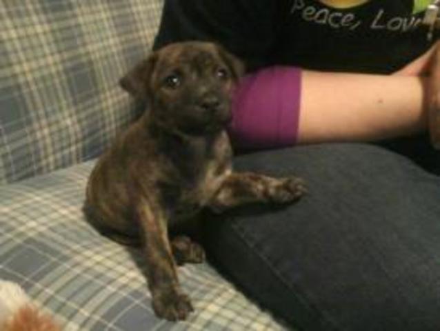 Mi familia encontramos un perro. Llamamos Chewie. No me gusta nada Chewie.