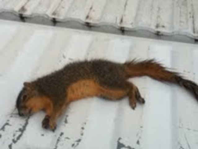 Yo maté a mi primera ardilla