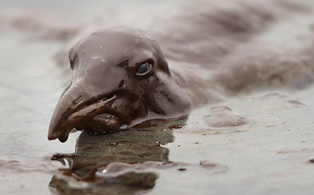 Oil spill in the Chesapeake Bay kills waterbirds