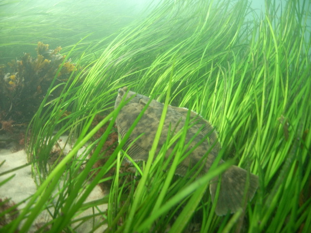 The Chesapeake Bay is still losing its underwater grasses