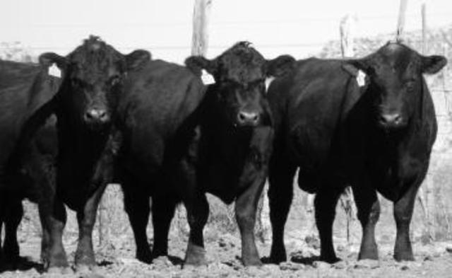 Economy shifts from tobacco production to livestock, wheat, and corn