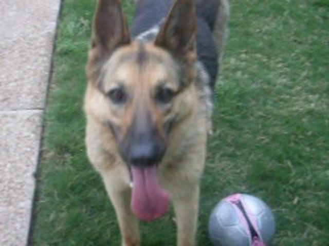 Me conseguí mi perro, Rookie.