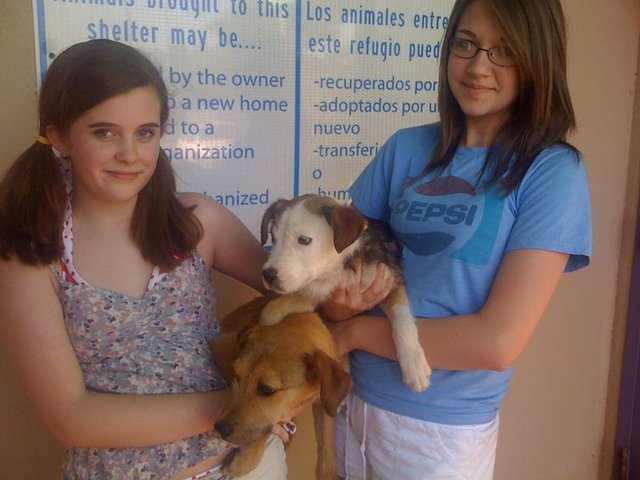 Mí amiga y yo rescatamos los perros.
