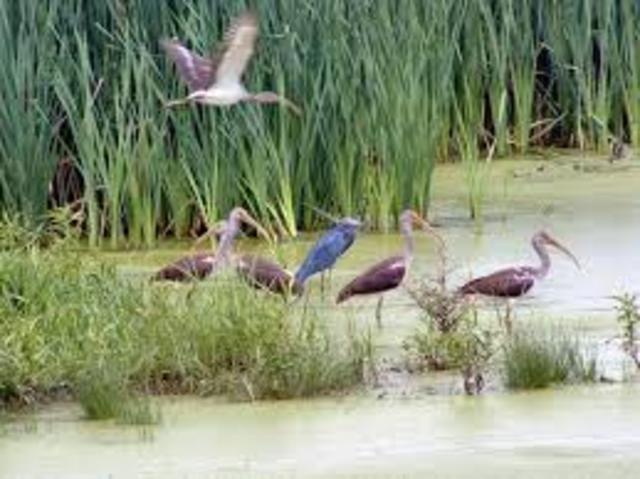 Many wetlands drained to build suburbs